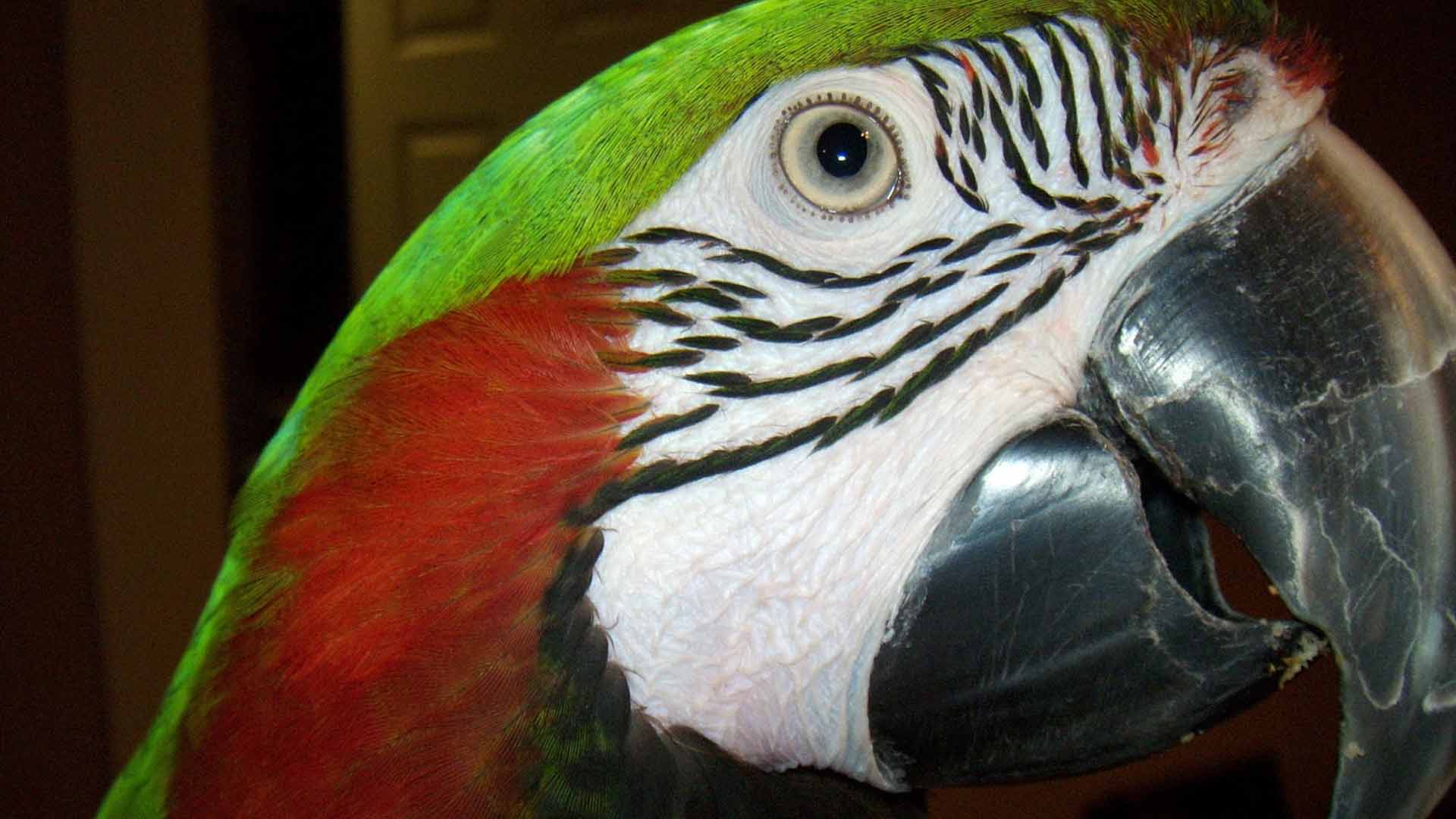 Linda the parrot lady Abu