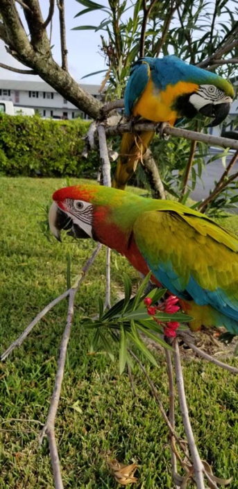 Linda the parrot lady